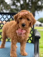 Bubbles- F1b Medium, a female Goldendoodle for sale in Frostproof, FL – 9 of 10