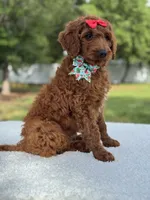 Cinnamon- F1b Standard , a female Goldendoodle for sale in Frostproof, FL – 4 of 10