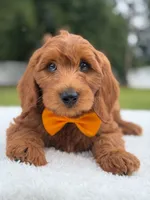 Weston- F1b Medium, a male Goldendoodle for sale in Frostproof, FL – 10 of 10