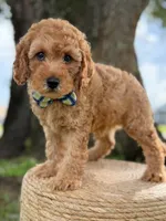 Sonic- F1b Toy, a male Goldendoodle for sale in Frostproof, FL – 4 of 10