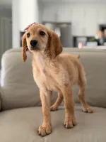 London- F1b Medium , a female Goldendoodle for sale in Frostproof, FL – 3 of 10