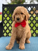 Pickles- F1b Medium , a male Goldendoodle for sale in Frostproof, FL – 10 of 10