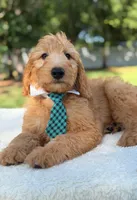 Apollo- F1 mini , a male Goldendoodle for sale in Frostproof, FL – 4 of 10