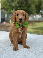 Aspen- F1 mini , a male Goldendoodle for sale in Frostproof, FL – 10 of 10