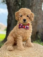 Mario- F1b Toy , a male Goldendoodle for sale in Frostproof, FL – 8 of 10
