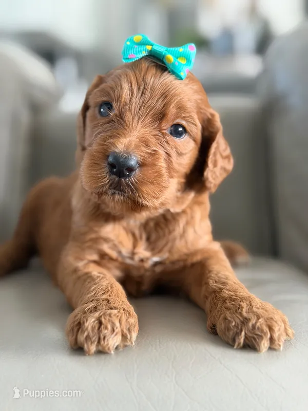 Savannah- F1b Standard  – Goldendoodle puppy for sale in Frostproof, FL