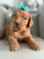 Savannah- F1b Standard , a female Goldendoodle for sale in Frostproof, FL – 1 of 8