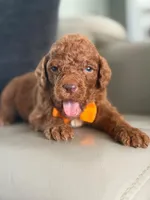 Samson- F1b Standard , a male Goldendoodle for sale in Frostproof, FL – 7 of 10