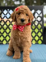 Sassy- F1b Medium , a female Goldendoodle for sale in Frostproof, FL – 6 of 10
