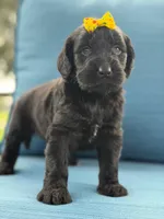 Diamond- F1 Standard, a female Goldendoodle for sale in Frostproof, FL – 10 of 10