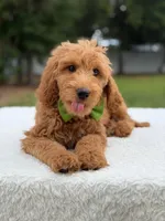 Ranger- F1b Medium , a male Goldendoodle for sale in Frostproof, FL – 1 of 9
