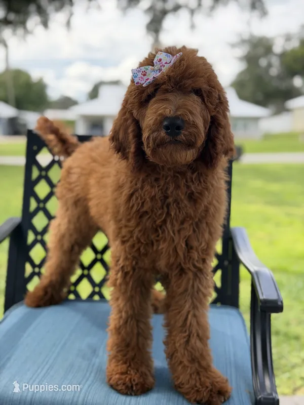 Gianna- F1b Standard  – Goldendoodle puppy for sale in Frostproof, FL