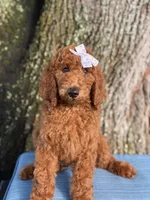 Gabriella-F1b standard , a female Goldendoodle for sale in Frostproof, FL – 6 of 10