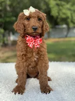 Cupcake- F1b Standard , a female Goldendoodle for sale in Frostproof, FL – 3 of 10
