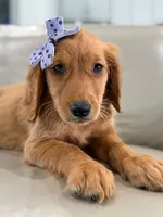 Arabella- F1 Standard 💜, a female Goldendoodle for sale in Frostproof, FL – 5 of 10