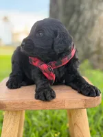 Ames- F1b Standard , a male Goldendoodle for sale in Frostproof, FL – 6 of 10