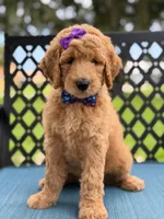 Dolly- F1b Medium , a female Goldendoodle for sale in Frostproof, FL – 2 of 10