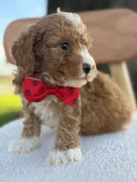 Jaxon- F1bb Toy , a male Goldendoodle for sale in Frostproof, FL – 6 of 10