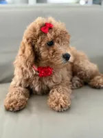 Jemma- F1b Mini , a female Goldendoodle for sale in Frostproof, FL – 7 of 10