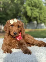 Cupcake- F1b Standard , a female Goldendoodle for sale in Frostproof, FL – 6 of 10