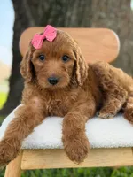 Savannah- F1b Standard , a female Goldendoodle for sale in Frostproof, FL – 7 of 10