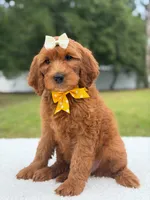 Willow- F1b Medium, a female Goldendoodle for sale in Frostproof, FL – 3 of 10