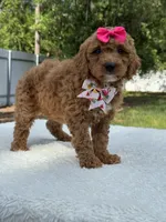Tessa- F1b Mini , a female Goldendoodle for sale in Frostproof, FL – 4 of 10