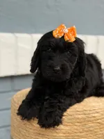 Opal- F1 Standard , a female Goldendoodle for sale in Frostproof, FL – 2 of 10