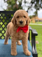 Pickles- F1b Medium , a male Goldendoodle for sale in Frostproof, FL – 8 of 10