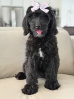 Onyx- F1 Standard , a female Goldendoodle for sale in Frostproof, FL – 10 of 10