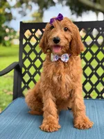 Savannah- F1b Standard , a female Goldendoodle for sale in Frostproof, FL – 9 of 10