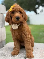 Eloise- F1b Medium , a female Goldendoodle for sale in Frostproof, FL – 8 of 10