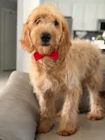 Apollo- F1 mini , a male Goldendoodle for sale in Frostproof, FL – 4 of 10