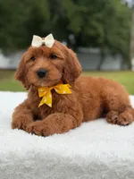 Willow- F1b Medium, a female Goldendoodle for sale in Frostproof, FL – 7 of 10