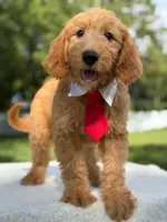 Aiden- F1 Mini, a male Goldendoodle for sale in Frostproof, FL – 6 of 10