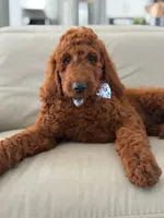 Graham- F1b Standard , a male Goldendoodle for sale in Frostproof, FL – 5 of 10
