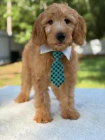 Apollo- F1 mini , a male Goldendoodle for sale in Frostproof, FL – 9 of 10