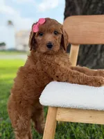 Savannah- F1b Standard , a female Goldendoodle for sale in Frostproof, FL – 1 of 10
