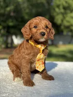 Teddy- F1b Mini , a male Goldendoodle for sale in Frostproof, FL – 10 of 10