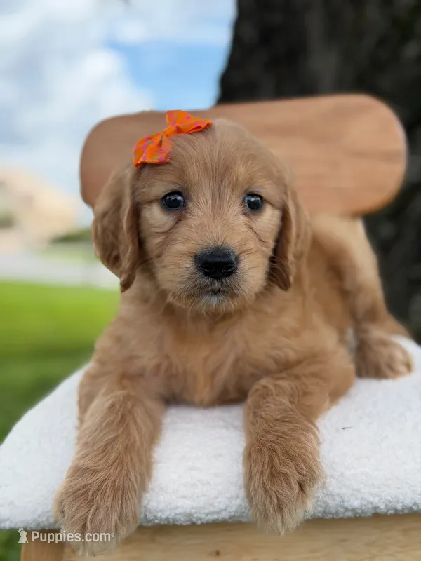 Annabelle- F1 Standard 💜 – Goldendoodle puppy for sale in Frostproof, FL