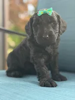Onyx- F1 Standard , a female Goldendoodle for sale in Frostproof, FL – 5 of 10