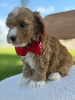 Jaxon- F1bb Toy , a male Goldendoodle for sale in Frostproof, FL – 8 of 10