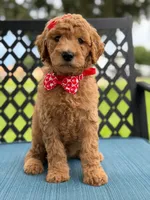 Sassy- F1b Medium , a female Goldendoodle for sale in Frostproof, FL – 5 of 10