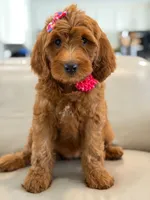 Everly- F1b Medium, a female Goldendoodle for sale in Frostproof, FL – 3 of 10