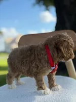 Jaxon- F1bb Toy , a male Goldendoodle for sale in Frostproof, FL – 9 of 10
