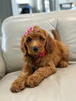 Everly- F1b Medium, a female Goldendoodle for sale in Frostproof, FL – 9 of 10