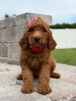 Everly- F1b Medium, a female Goldendoodle for sale in Frostproof, FL – 6 of 10