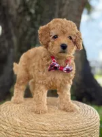 Mario- F1b Toy , a male Goldendoodle for sale in Frostproof, FL – 3 of 10
