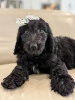 Adore- F1b Standard , a female Goldendoodle for sale in Frostproof, FL – 5 of 10