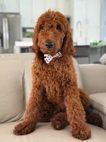 Graham- F1b Standard , a male Goldendoodle for sale in Frostproof, FL – 6 of 10